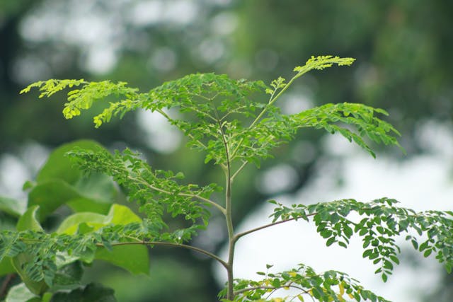 Moringa Value Chain